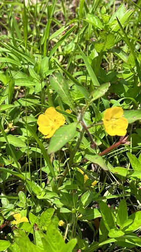 Anglestem Primrose-willow