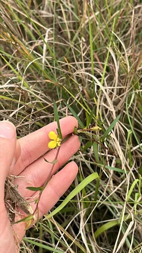 Narrowleaf Primrose-willow — photo by katefern