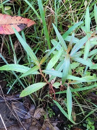 Longleaf Primrose-willow — photo by apachegunship