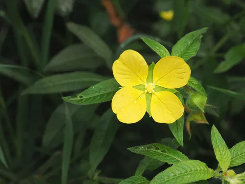 Mexican Primrose-willow