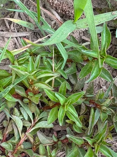 Marsh Seedbox — photo by Becky Dill