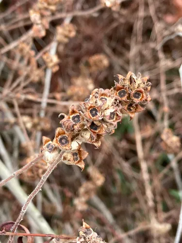 Hairy Primrose-willow — photo by Carver Elementary Outdoor Education