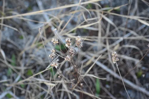 Shrubby Primrose-willow — photo by Jared Gorrell