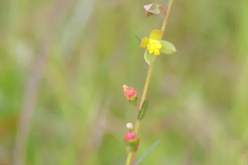 Savannah Primrose-willow — photo by sghereford