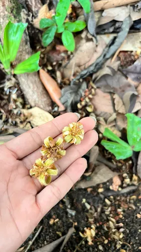 Luehea — photo by FO12071Saowanit