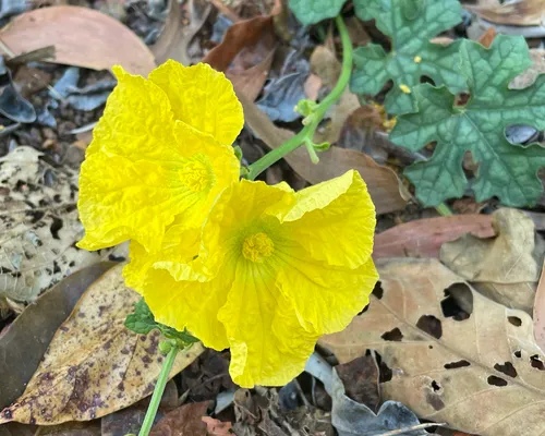 Sponge Gourd — photo by yatesy