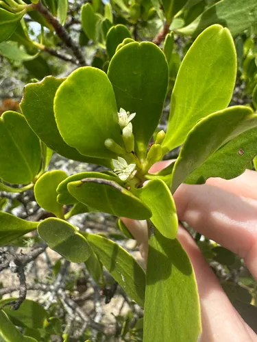 White-flowered Black Mangrove — photo by Geoffrey Sinclair