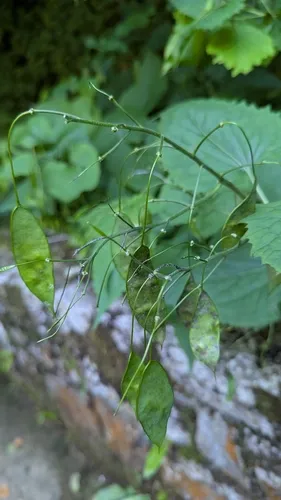 Perennial Honesty — photo by Michael Woodruff