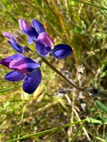 Fleshy Lupine — photo by emmashelton
