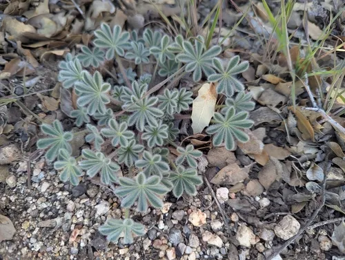 Agardh Lupine