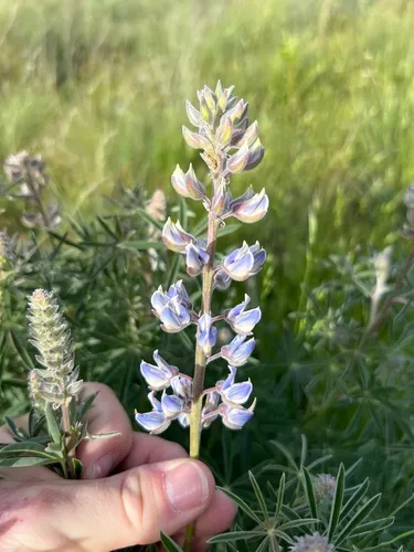 Sicklekeel Lupine — photo by Josh Emm