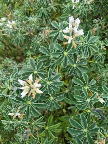 White Lupine — photo by Zeynep Serra