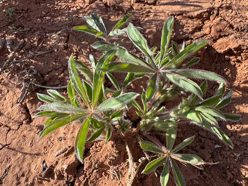 Sand Lupine — photo by CredibleCorvid