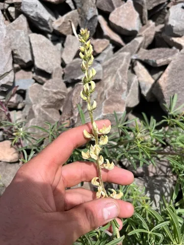Anderson's Lupine