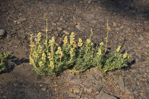 Anthony Peak Lupine
