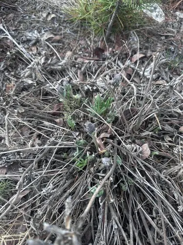 Arctic Lupine