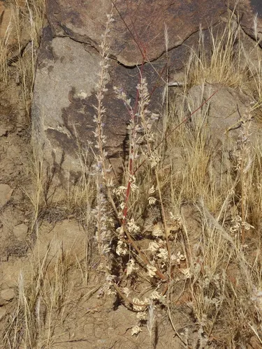 Arizona Lupine