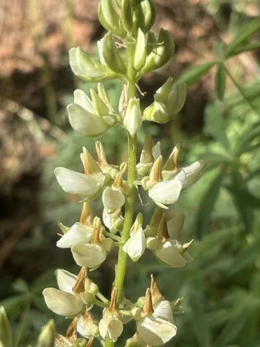 Bearded Lupine — photo by Darrin Gobble