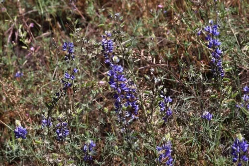 Spider Lupine (var. benthamii) — photo by subhashc