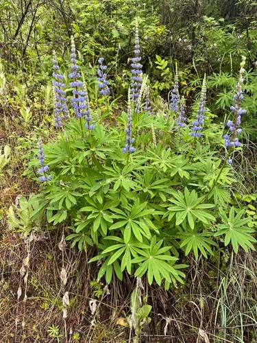 Bingen Lupine — photo by Megan Plante