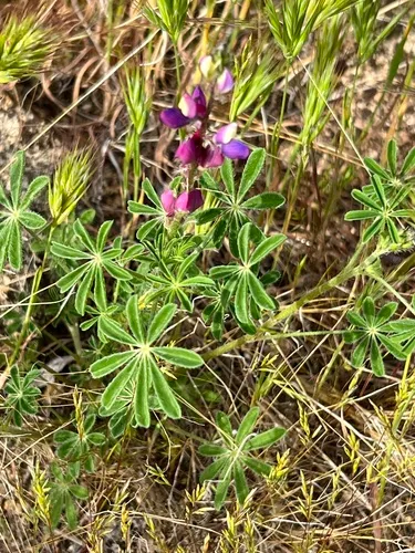 Short Lupine — photo by Anthony Ye