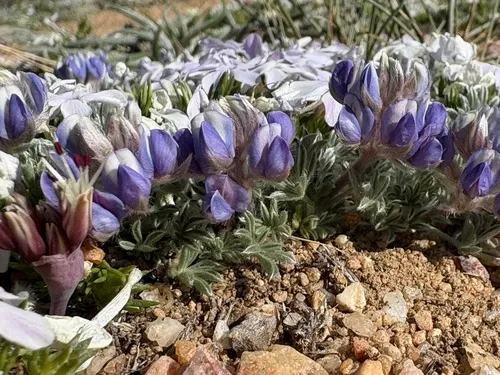 Brewer's Lupine — photo by tarabithia