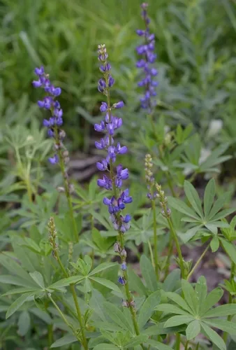 Largeleaf Lupine — photo by ehlersblake5