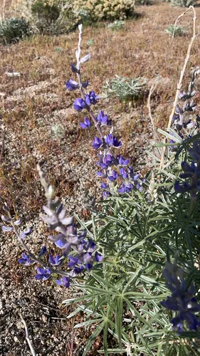 Tailcup Lupine — photo by SabraNDOT