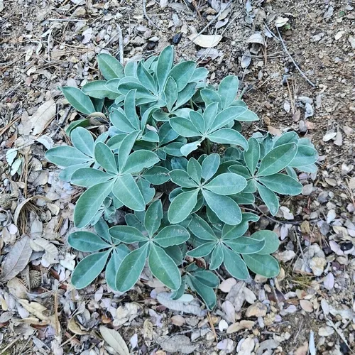 Santa Lucia Lupine — photo by Ben Sims