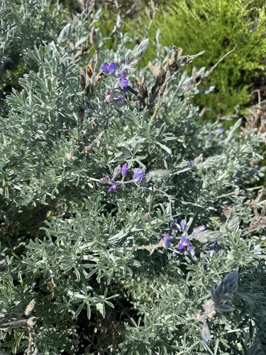 Chamisso Bush Lupine — photo by Martin Bishop