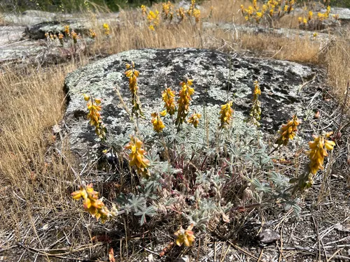 Orangeflower Lupine — photo by Steve Hromada