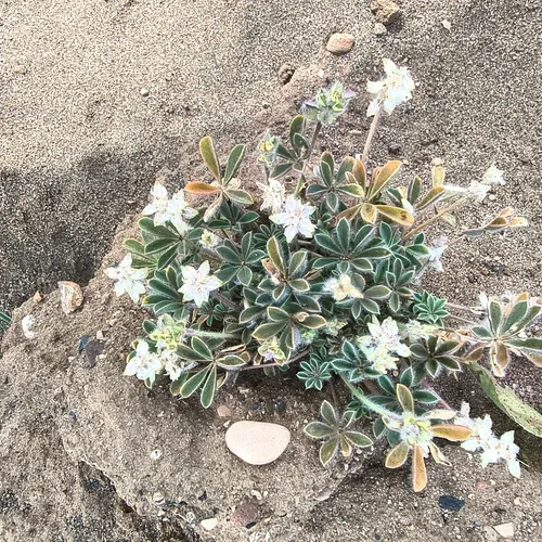 Bajada Lupine (subsp. optatus) — photo by stevemudge