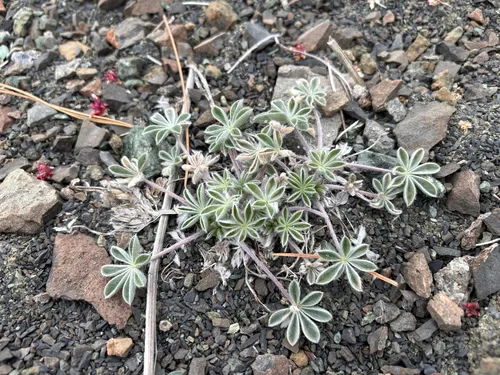 Lassicus Lupine — photo by Noah M. Morales