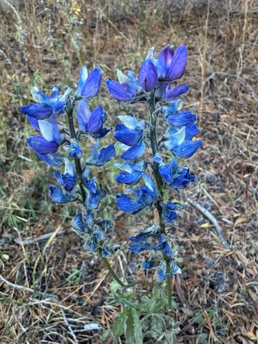 Shaggy Lupine — photo by Gina Genduso
