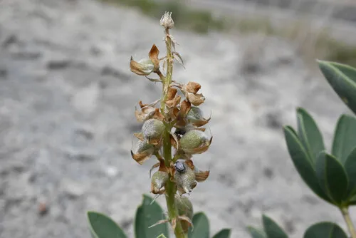 Paradox Lupine — photo by Anders Hastings