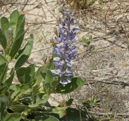 Sky-blue Lupine — photo by Bill Pranty
