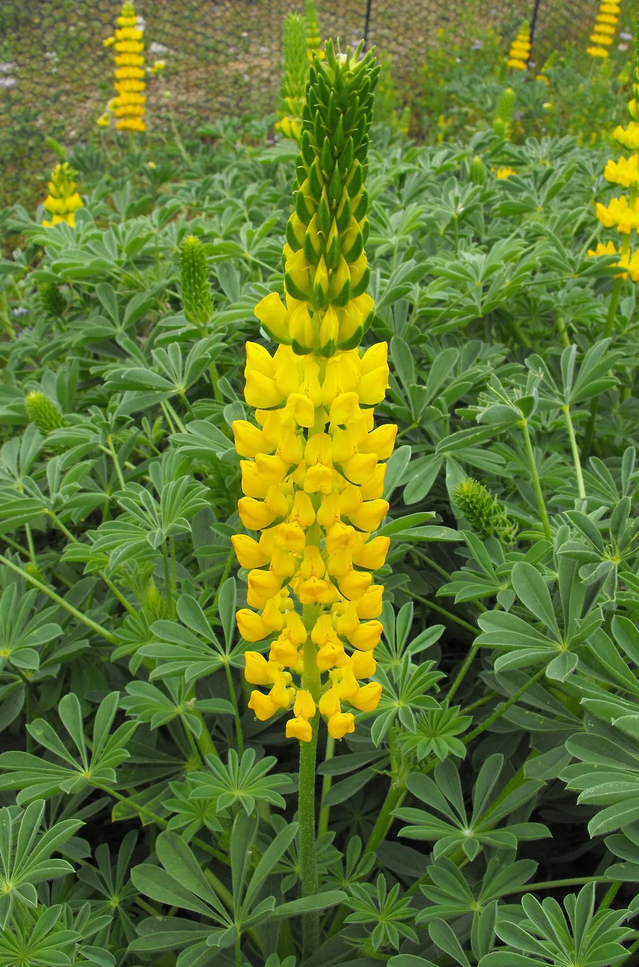 Whitewhorl Lupine (var. lacteus) — photo by Stickpen