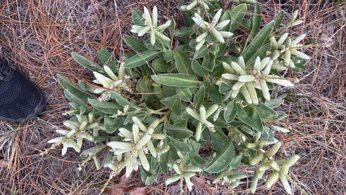 Oak Ridge Lupine — photo by Tim Martin