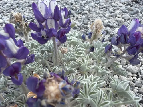 Mono Lake Lupine — photo by rioswsr12