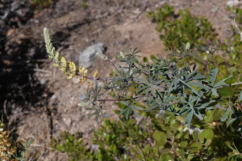 Elmer's Lupine — photo by Trevor Van Loon
