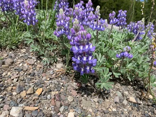 Evermann's Lupine — photo by Lane Keller