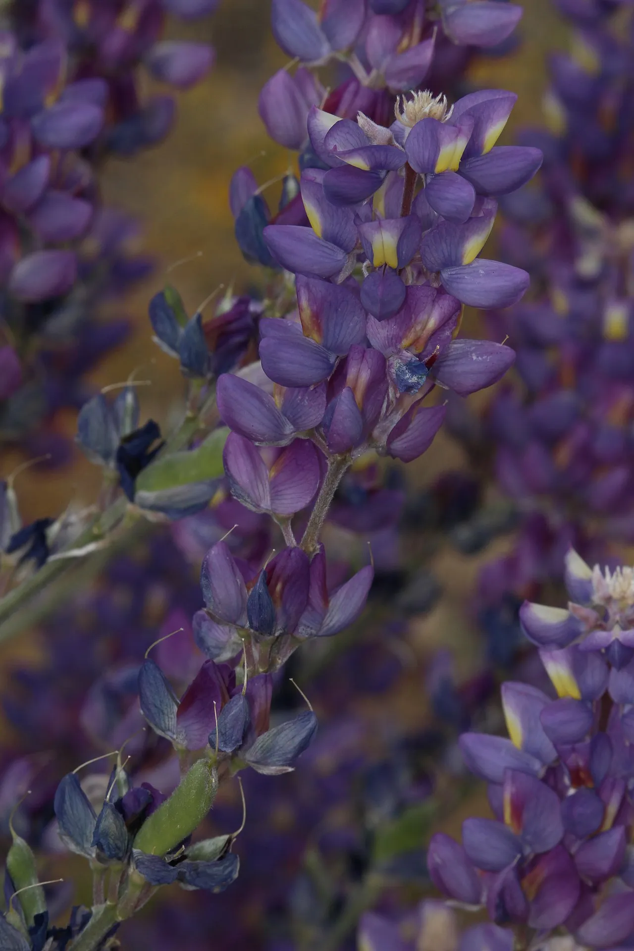 Mountain Bush Lupine (var. austromontanus) — photo by Walter Siegmund (talk)
