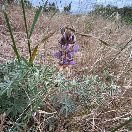 Summer Lupine — photo by wildcatdogs