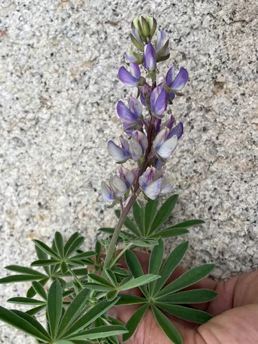 Greenstipule Lupine — photo by Christian Schwarz