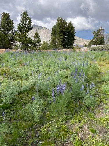 Green Slender Lupine — photo by Eric Koberle
