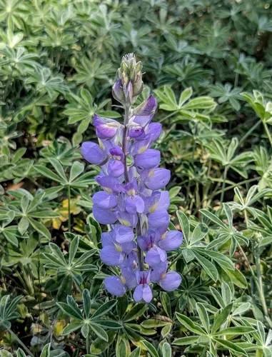 Sierra Lupine — photo by MJ Nehl