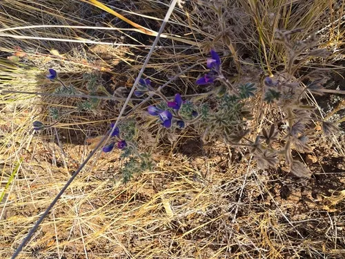 Guadalupe Island Lupine — photo by blake911