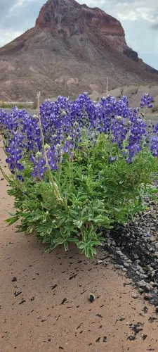 Big Bend Bluebonnet — photo by dirtbagbotany