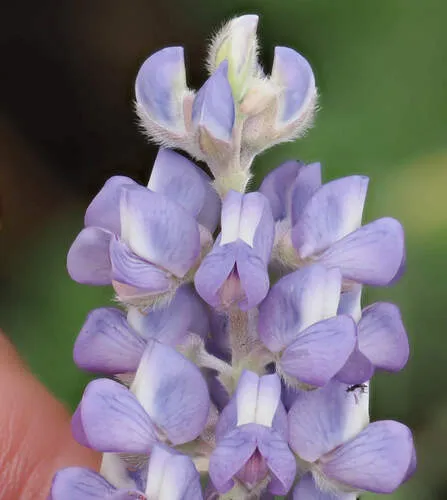 Hill's Lupine — photo by Wendy McCrady