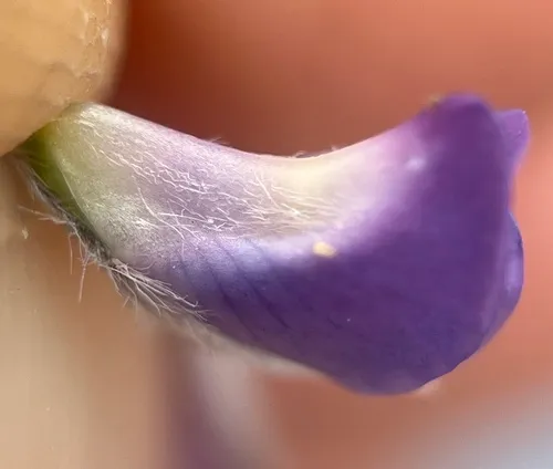 Holo Lupine — photo by Mark Pollock